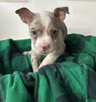 Rescue American Bully Dogs for Adoption in Brownstown, Indiana - Amelia | PetCurious