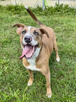 Rescue Mixed Breed Dogs for Adoption in St. Joseph, Michigan - Cooper | PetCurious