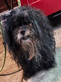 SASSY -  Havanese Dog for Adoption - SASSY | PetCurious