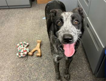 PENNY -  Australian Cattle Dog Blue Heeler Dog for Adoption in Martinez, California - PENNY | PetCurious