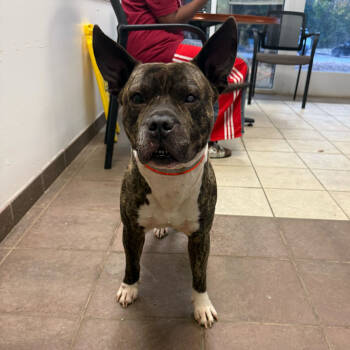 Rescue Mixed Breed Dogs for Adoption in Columbus, Georgia - 11/16/2025-Stray-WoodlandDrive | PetCurious