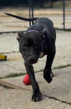 Boston -  Mixed Breed Dog Available for Adoption in Philadelphia, Tennessee - Boston | PetCurious