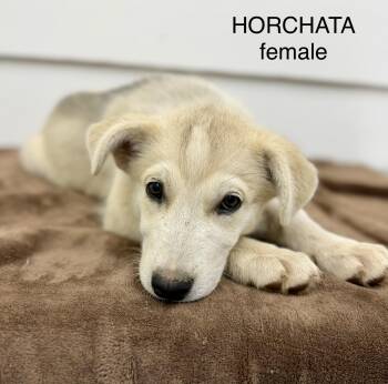 Horchata 0126 -  Husky and Labrador Retriever Dog for Adoption in Sonora, California - Horchata 0126 | PetCurious