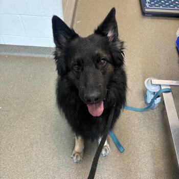 Chop -  German Shepherd Dog Dog for Adoption in Council Bluffs, Iowa - Chop | PetCurious