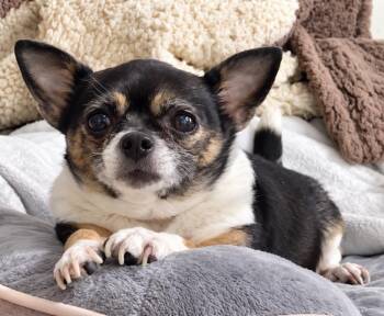 DOWNY -  Chihuahua Dog for Adoption in Grand Prairie, Texas - DOWNY | PetCurious