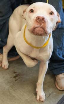 Pete -  Pit Bull Terrier and Mixed Breed Dog for Adoption in Bowling Green, Kentucky - Pete | PetCurious