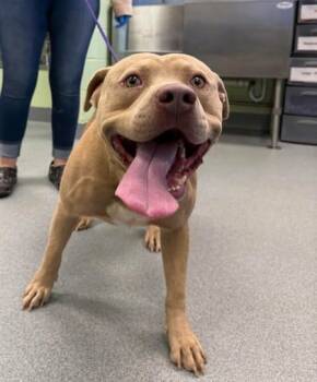 Rescue Pit Bull Terrier and Mixed Breed Dogs for Adoption in Longview, Texas - Frank | PetCurious