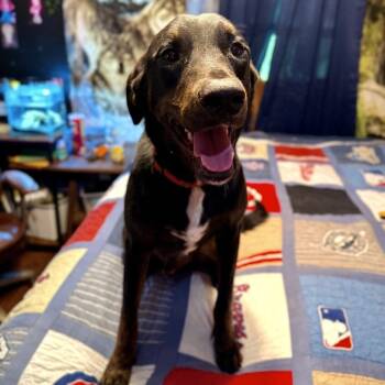 Rescue German Shepherd Dog and Black Labrador Retriever Dogs for Adoption in New Orleans, Louisiana - Cypress | PetCurious