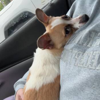 Maverick -  Mixed Breed and None Dog for Adoption in Asheville, North Carolina - Maverick | PetCurious