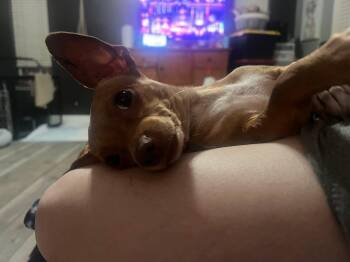 Rescue Chihuahua and Dachshund Dogs for Adoption in Clovis, California - Taffy | PetCurious