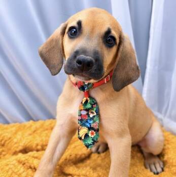 Alfonso -  Hound and Beagle Dog for Adoption in Foley, Alabama - Alfonso | PetCurious