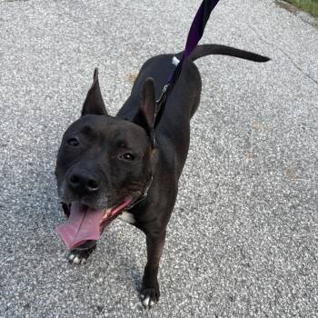 Kandy Muse -  Pit Bull Terrier Dog for Adoption in Hillsboro, Missouri - Kandy Muse | PetCurious