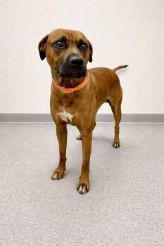 Black Mouth Cur Dogs Available for Adoption in Palos Heights, Illinois - Fiona | PetCurious