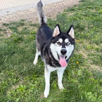 Bluegill -  Siberian Husky Dog for Adoption in Weldon, Illinois - Bluegill | PetCurious
