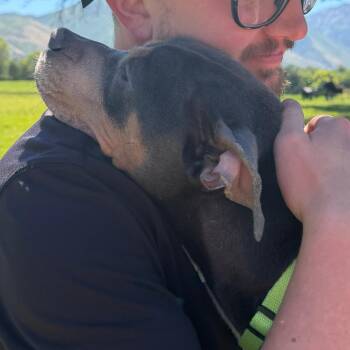 Hemmy -  Pit Bull Terrier and Mixed Breed Dog for Adoption in Murray, Utah - Hemmy | PetCurious