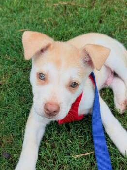 Jake -  Husky Dog for Adoption in Fort Mill, South Carolina - Jake | PetCurious