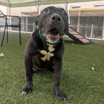 Lizzy -  Pit Bull Terrier Dog for Adoption in Greensboro, North Carolina - Lizzy | PetCurious