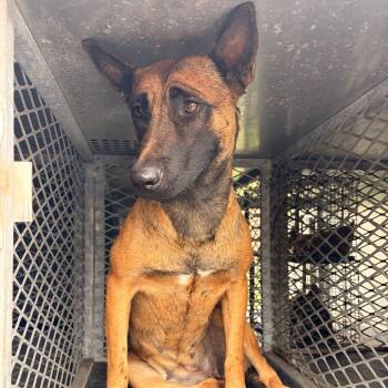 German Shepherd Dog Dogs Available for Adoption in Edinburg, Texas - Periwinkle | PetCurious