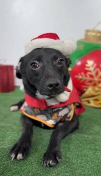 Rescue Beagle and Corgi Dogs for Adoption in Carlsbad, California - Babe Woof | PetCurious