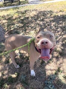CEDRIC -  American Staffordshire Terrier Dog for Adoption in Corpus Christi, Texas - CEDRIC | PetCurious
