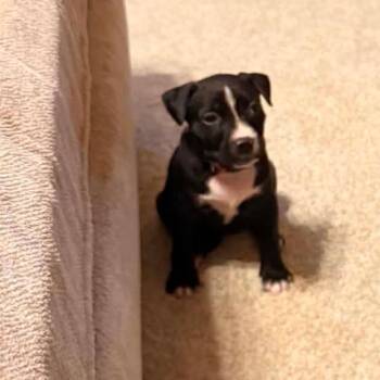 Pit Bull Terrier and Mixed Breed Dogs Available for Adoption in East St. Louis, Illinois - Peridot | PetCurious