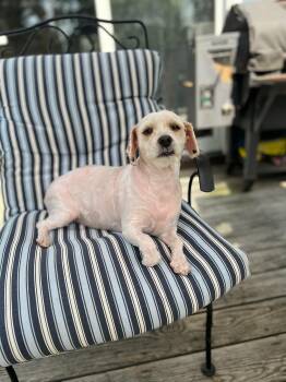 Shelly -  Maltese Dog for Adoption in Milton, Massachusetts - Shelly | PetCurious