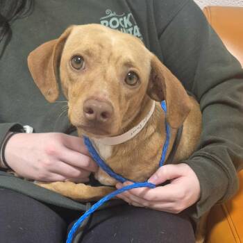 Rescue Dachshund Dogs for Adoption in Boone, Iowa - Anthony | PetCurious