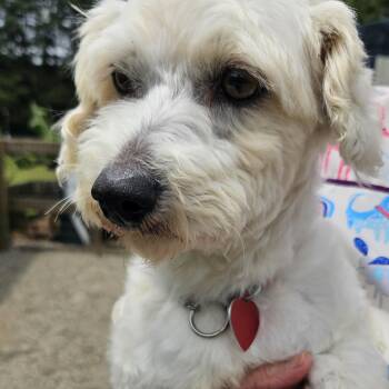 Airedale Terrier Dogs Available for Adoption in Raleigh, North Carolina - Dixie | PetCurious