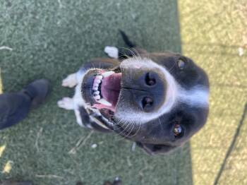 Rescue Black Labrador Retriever Dogs for Adoption in Blanchard, Oklahoma - Rosie | PetCurious