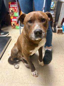 Pit Bull Terrier and Mixed Breed Dogs Available for Adoption in Chillicothe, Ohio - Chico Stick | PetCurious