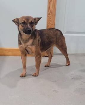 Australian Cattle Dog Blue Heeler Dogs Available for Adoption in Lawrenceburg, Tennessee - CeCe | PetCurious