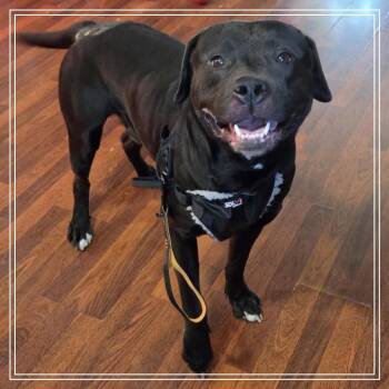 American Staffordshire Terrier and Black Labrador Retriever Dogs Available for Adoption in Monroe, Michigan - Poe | PetCurious