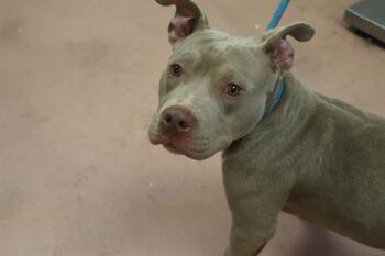 MAX -  Mixed Breed Dog for Adoption in Columbia, South Carolina - MAX | PetCurious