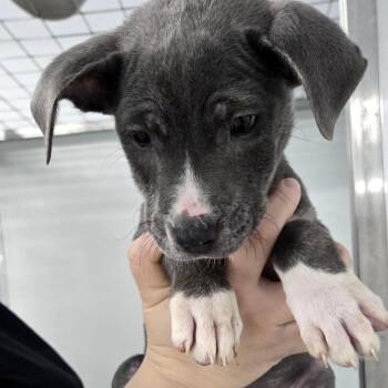 Mixed Breed Dogs Available for Adoption - Bobbi | PetCurious