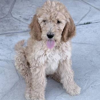 Standard Poodle and Golden Retriever Dogs Available for Adoption in Chino Hills, California - Donald Duck -*Available 4/25*Chino Hills Location | PetCurious
