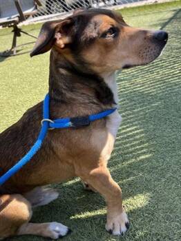 DOBBY -  Basset Hound Dog for Adoption in Newton, North Carolina - DOBBY | PetCurious