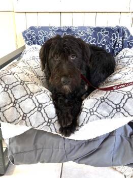 Wendy Darling -  Schnauzer and Labrador Retriever Dog for Adoption in Fort Worth, Texas - Wendy Darling | PetCurious