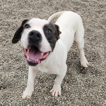 American Bulldog Dogs Available for Adoption in Fort Wayne, Indiana - Rodger | PetCurious