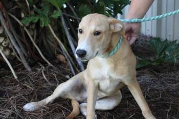 Denise from HR -  Labrador Retriever and Mixed Breed Dog for Adoption in Brunswick, Georgia - Denise From HR | PetCurious