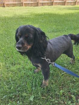 Grizzly -  Cockapoo Dog for Adoption in Gorham, Maine - Grizzly | PetCurious