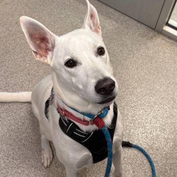 Osburne -  Shepherd and Mixed Breed Dog for Adoption in Englewood, Florida - Osburne | PetCurious