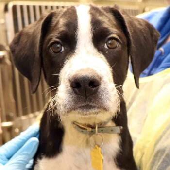 Mixed Breed Dogs Available for Adoption in Port Washington, New York - Keanu | PetCurious