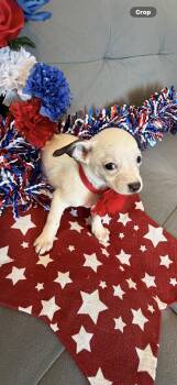 Bell -  Boston Terrier and Chihuahua Dog for Adoption in Cottonwood, California - Bell | PetCurious
