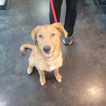 Mixed Breed Dogs Available for Adoption in Memphis, Tennessee - Ivan | PetCurious