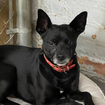 Chihuahua Dogs Available for Adoption - Milo | PetCurious