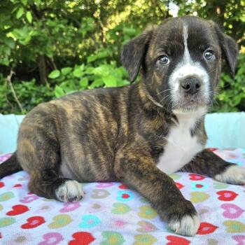 Mixed Breed Dogs Available for Adoption in Pelham, New Hampshire - Bentley  | PetCurious