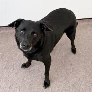 Precious -  Black Labrador Retriever Dog for Adoption in Brentwood, Missouri - Precious | PetCurious