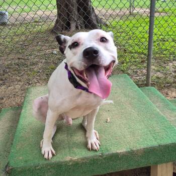 Miles -  Pit Bull Terrier Dog for Adoption in Reisterstown, Maryland - Miles | PetCurious