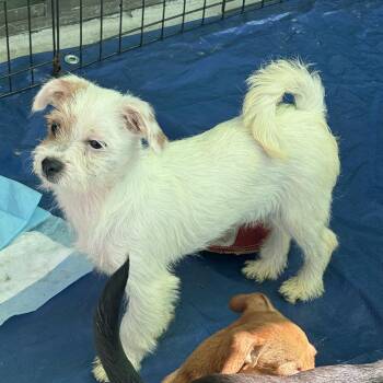 Terrier Dogs Available for Adoption - Lexi | PetCurious