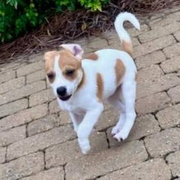 Dahlia -  Mixed Breed Dog for Adoption in Greenville, South Carolina - Dahlia | PetCurious